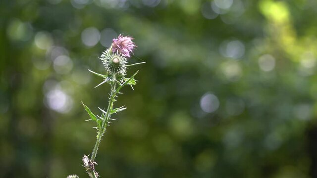 Spear Thistle (Cirsium vulgare) in natural ambient - (4K)
