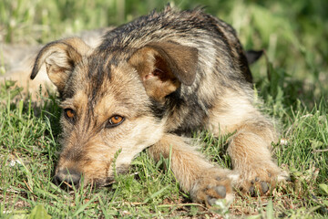 Gray homeless dog resting on the grass