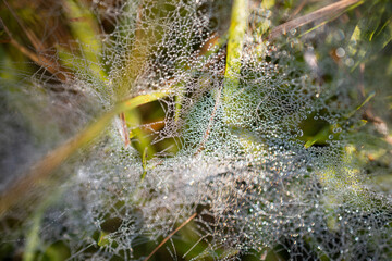 Dew water droplets on the spider web