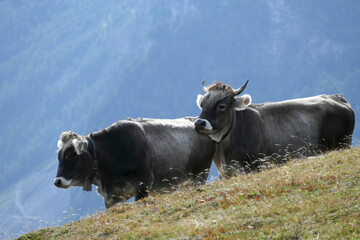 Cows and bulls on a meadow in Austrian mountains