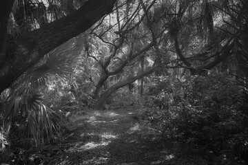 Florida landscape converted to black and white. 
