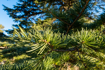pine tree branches