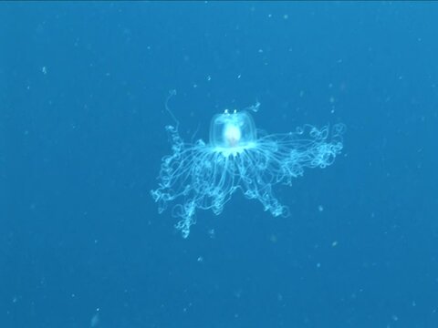 Turritopsis nutricula Turritopsis dohrnii Oceania O. armata immortal jellyfish underwater ocean scenery