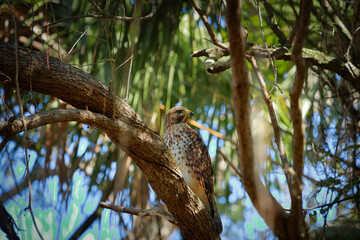 red shouldered hawk perched in a tree
