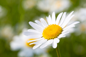 Obraz na płótnie Canvas Closeup of a daisy