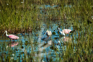 Florida birds wading in the wetlands. 