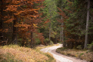 uno scorcio del bosco autunnale, i colori del bosco in autunno