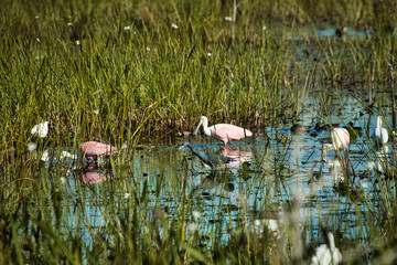 Florida birds wading in the wetlands. 