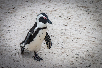 penguin on the beach, boulders beach, simon's town, south africa