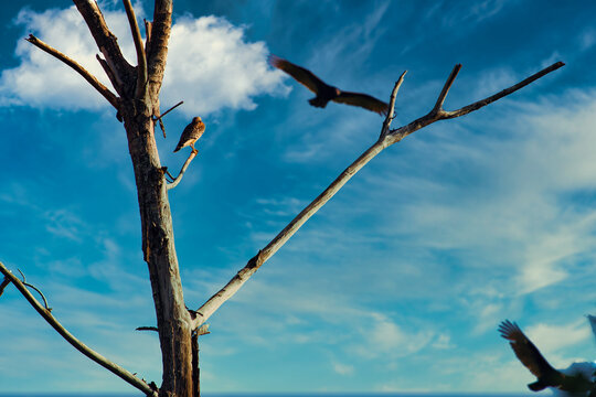Red shouldered hawk perched in a tree looking for prey and admiring the view. 