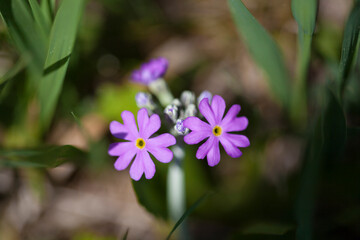 Red carnation (Silene dioica) on a meadow