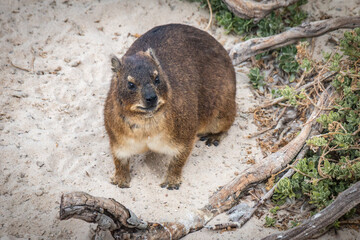 rock hyrax, dassie, boulders beach, south africa