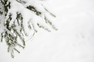 Green spruce branches as a textured background. Snow-covered beautiful spruce branch in winter. Christmas tree outdoors in the snow.
