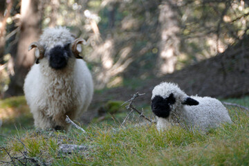 Herd of Valais black-nosed sheep in a meadow