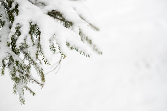 Green spruce branches as a textured background. Snow-covered beautiful spruce branch in winter. Christmas tree outdoors in the snow. © Irina Kuzmina