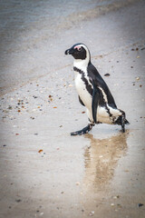 Obraz premium penguin on the beach, boulders beach, simon's town, south africa