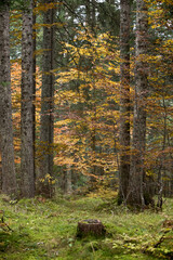 uno scorcio del bosco autunnale, i colori del bosco in autunno