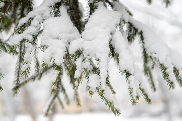 Green spruce branches as a textured background. Snow-covered beautiful spruce branch in winter. Christmas tree outdoors in the snow.