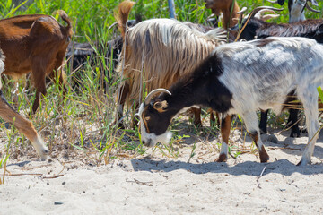 Close up goat with horns grazes in a herd on a sandy beach eating grass, multiple goats on a background in Greece