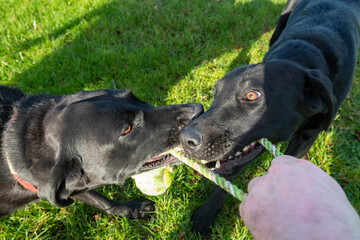 Portrait of two black Labradors playing tug of war with a dog owner