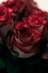 Makro close up on red and white rose	
