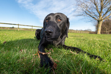 Low angle shot of a pedigree black Labrador playing with a stick on the lawn © tom