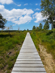 Boadwalk in nature with bright sun light.
