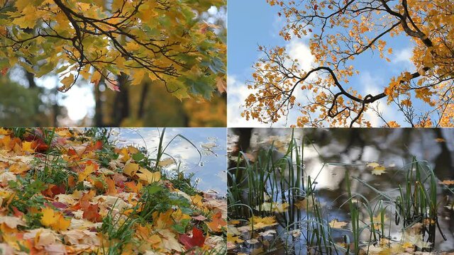 Autumn mood. Sunny day in autumn park. Video shot October 1, 2016 in the Alexander Park in the town of Pushkin.