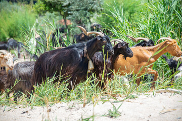 The black goat with horns and bell walking in herd on white sand beach near wooden fence in Greece