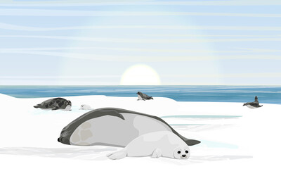Fototapeta na wymiar A harp seal with puppy lies on the shores of the Arctic Ocean. A flock of harp seals in the rookery. Northern landscape with ocean, ice and snow. Mammals animals of the Arctic. Realistic vector landsc