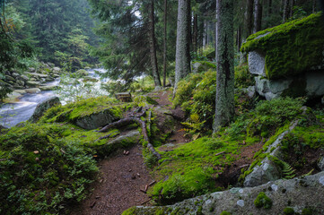 Fototapeta na wymiar Sumava National Park, Czechia