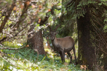 Alpine ibex (Capra ibex) in the high mountains between mountain pines