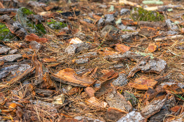 Fondo de corteza de árbol