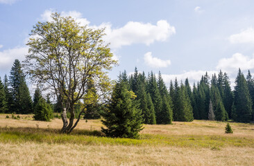 Sumava National Park, Czechia