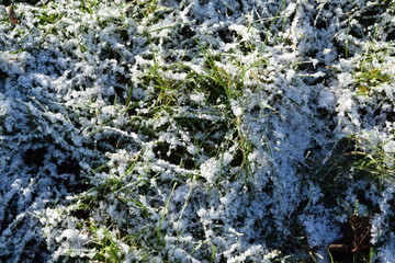 Oszroniony trawnik w zimowym ogrodzie