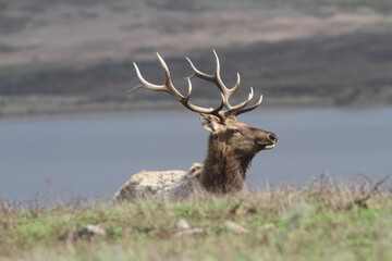 Tule Elk Bull
