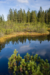 Fototapeta premium Sumava National Park, Trijezerni slat, Czechia