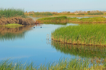 Birds on the Water in Merced NWR