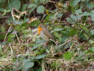 robin
