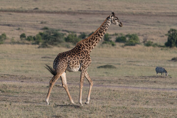 Giraffe walks through the Maasai Mara Reserve in Kenya.