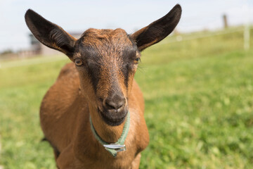 Young Pinzgauer goat in summertime
