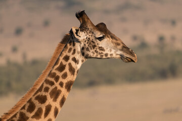 Close-up portrait of wild giraffe in the Maasai Mara Reserve in Kenya.
