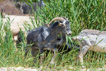 Close up goat with horns grazes in a herd on a sandy beach eating grass, multiple goats on a background in Greece