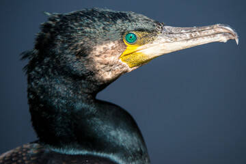 Portrait of Great Cormorant (Phalacrocorax carbo)