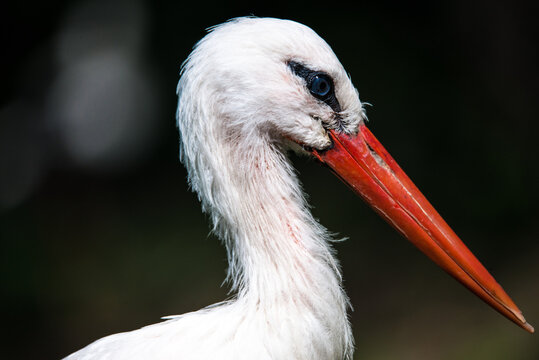 Portrait of a White Stork (Ciconia ciconia)