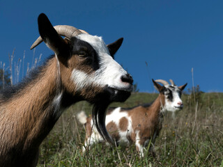 Mountain goat in Bavarian mountains, Germany