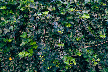 Fototapeta premium Organic leafy green wall with flowing vines and leaves
