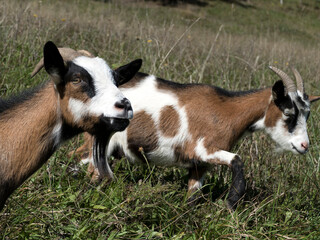 Mountain goats in Bavarian mountains, Germany