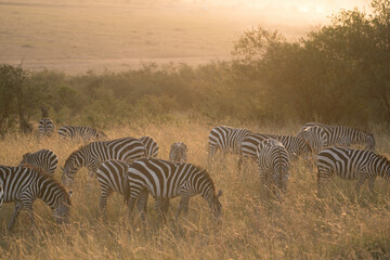 Obraz na płótnie Canvas Zebra,striped,animal,wildlife,africa,Maasai Mara,black,white,african,wild,zebras,stripes,animals,migrate,migration,migratory,mammal,mammals,equus,equini,herd,Kenya,safari,hide,savanna,plains,grassland