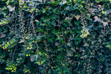 magical leafy green wall texture and plants background
